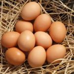 Why Fresh Eggs Are a Great Choice for Everyday Cooking